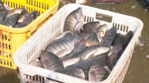 景洪內(nèi)陸水產(chǎn)養(yǎng)殖 水上春耕按下加速鍵，產(chǎn)銷(xiāo)一體化激活新動(dòng)能