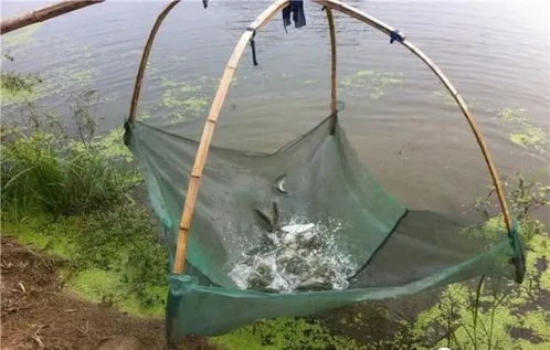 內(nèi)陸水產(chǎn)養(yǎng)殖銷售 把握未來(lái)趨勢(shì)，養(yǎng)殖者行動(dòng)指南